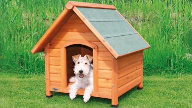 dog house