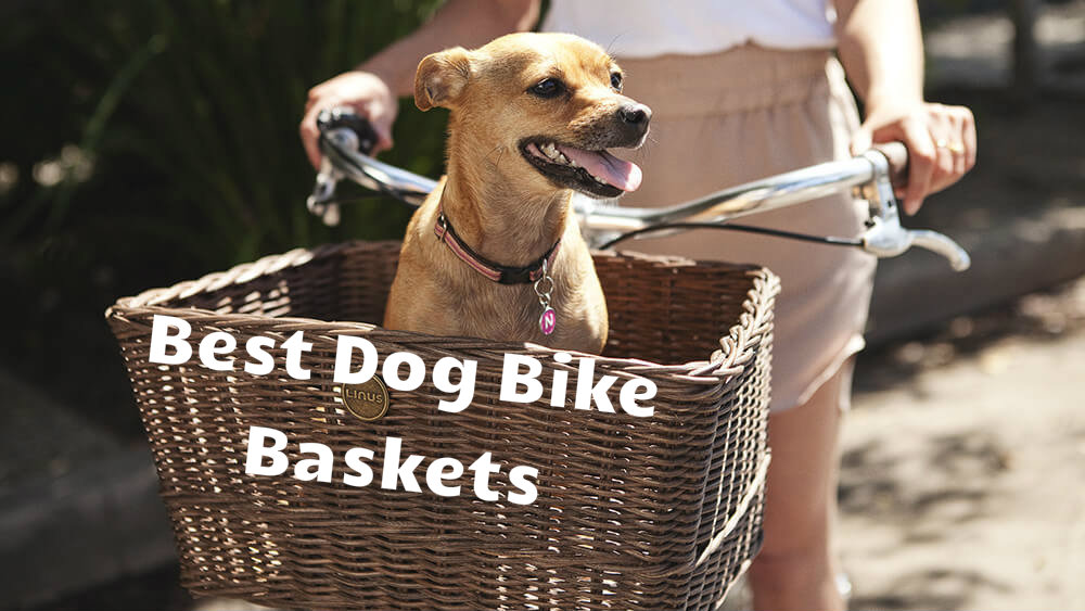solvit tagalong wicker bicycle basket for dogs